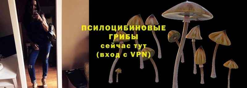 Галлюциногенные грибы Cubensis  Фёдоровский 